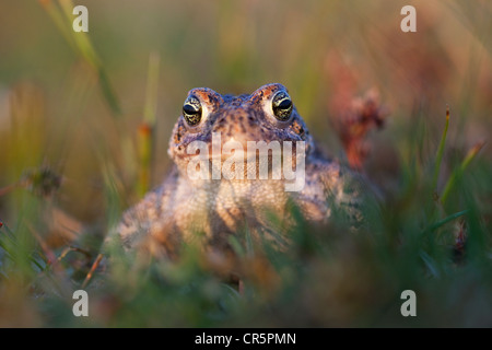 Natterjack Kröte (Epidalea Calamita Sy Bufo Calamita), Texel, Niederlande, Europa Stockfoto