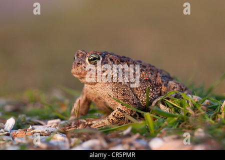 Natterjack Kröte (Epidalea Calamita Sy Bufo Calamita), Texel, Niederlande, Europa Stockfoto