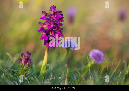 Green-winged Orchid, Green-veined Orchid (Orchis Morio), Neusiedler See, Österreich, Europa Stockfoto