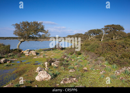 Giara di Gesturi Plateau, Pauli Majori, Sardinien, Italien, Europa Stockfoto