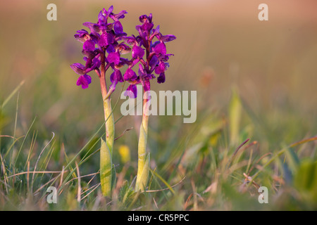 Green-winged Orchid, Green-veined Orchid (Orchis Morio, Anacamptis Morio), Neusiedler See, Österreich, Europa Stockfoto