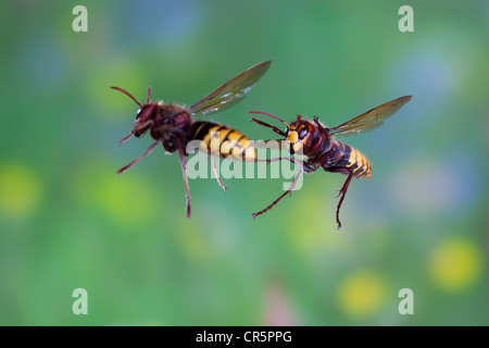 Europäische Hornissen (Vespa Crabro) Arbeitnehmer im Flug, Thüringen, Deutschland, Europa Stockfoto