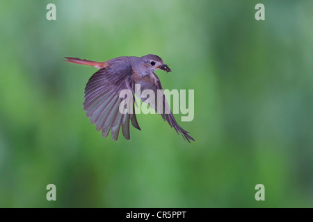 Gartenrotschwanz (Phoenicurus Phoenicurus) weibliche mit Essen im Flug, Thüringen, Deutschland, Europa Stockfoto