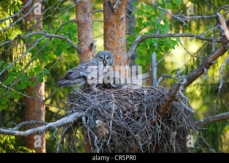 Großen grau-Eule oder Lappland Eule (Strix Nebulosa), männliche und weibliche thront auf dem Nest, Finnland, Europa Stockfoto