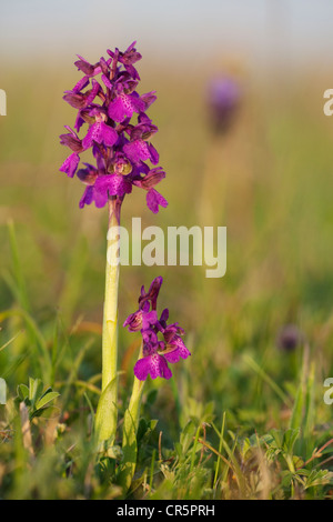 Green-winged Orchid, Green-veined Orchid (Orchis Morio, Anacamptis Morio), Neusiedler See, Österreich, Europa Stockfoto