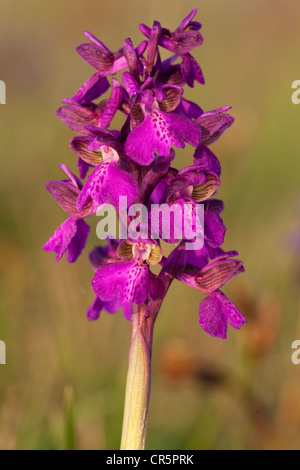 Green-winged Orchid, Green-veined Orchid (Orchis Morio, Anacamptis Morio), Neusiedler See, Österreich, Europa Stockfoto