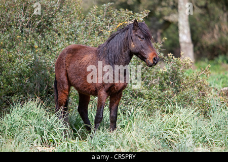 Die Giara Pferd, halb wilde Pferd auf dem Hochplateau der Giara di Gesturi, Insel Sardinien, Italien, Europa Stockfoto