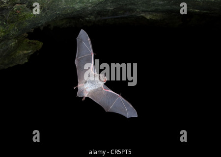 Lange-fingriger Fledermaus (Myotis Capaccinii) während des Fluges, Sardinien Insel, Italien, Europa Stockfoto