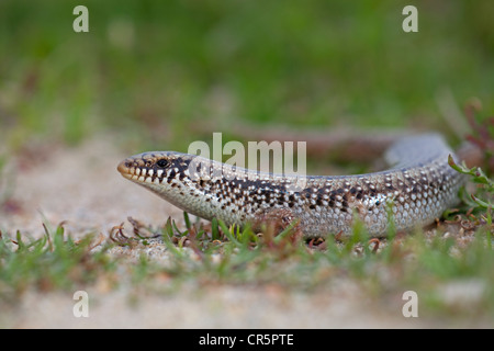 Ocellated Skink (Chalcides Ocellatus), Insel Sardinien, Italien, Europa Stockfoto