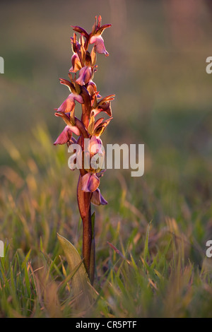 Fan-lippige Orchidee (Orchis Collina), Insel Sardinien, Italien, Europa Stockfoto