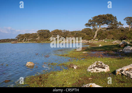 Giara di Gesturi Plateau, Pauli Majori, Sardinien Insel, Italien, Europa Stockfoto