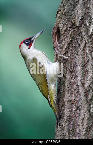 Grünspecht (Picus Viridis), männliche am Eingang zum Nisting Loch, Neunkirchen, Siegerland, NRW Stockfoto