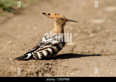 Wiedehopf (Upupa Epops), am Boden, Neusiedlersee, Burgenland, Österreich, Deutschland Stockfoto