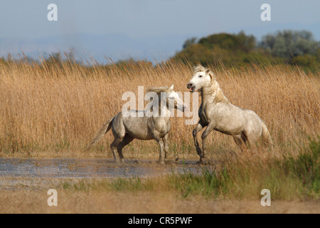 Zwei Camargue-Pferde (Equus Caballus), Hengste, die Kämpfe im seichten Wasser, Camargue, Frankreich, Europa Stockfoto