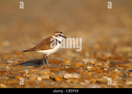 Seeregenpfeifer (Charadrius Alexandrinus), auf steinigen Boden, Camargue, Frankreich, Europa Stockfoto