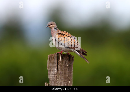 Turteltaube (Streptopelia Turtur), thront auf einem Pfosten, Neusiedlersee, Burgenland, Austria, Europe Stockfoto