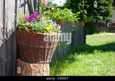 Korb mit bunten Blumen an einer Holzwand, Zaun, Rasen, Garten, Sachsen, Deutschland, Europa Stockfoto