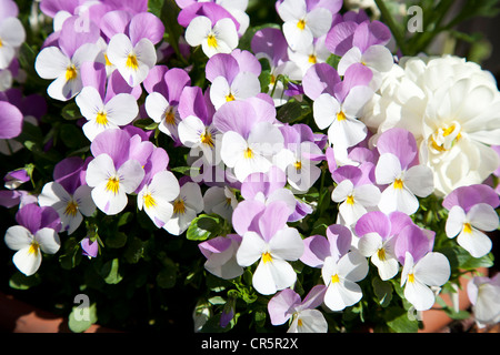 Horned Pansy, gehörnten violett, Johnny-Jump-Up (Viola Cornuta), weiße und violette Blumen Stockfoto