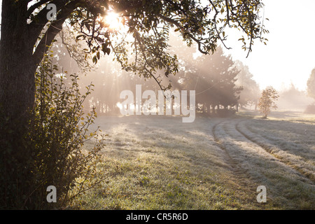 Morgennebel an einem Herbsttag, Spinnennetz bedeckt im Tau, Coswig, Sachsen, Deutschland, Europa Stockfoto