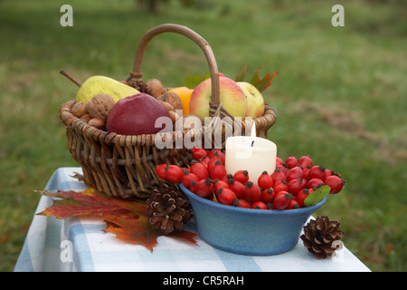 Thanksgiving-Korb mit Kerze, Hagebutten, dekorative Kürbisse, Äpfel, Birnen und Nüssen, bunte Blätter Stockfoto