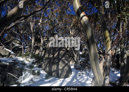 Snowgum Hain im Schnee, Kosciuszko National Park, NSW, Australien Stockfoto