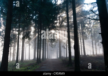 Sonnenstrahlen durchdringen den Morgennebel in einem Wald, Mt Feldberg im Taunus Angebot, Hessen, Deutschland, Europa Stockfoto