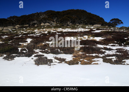 Landschaft der Snowy Mountains, Kosciuszko National Park, NSW, Australien Stockfoto