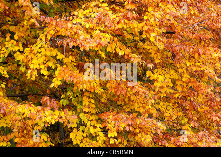 Europäische Buche oder Rotbuche (Fagus Sylvatica) mit bunten Herbst Blätter, Hessen, Deutschland, Europa Stockfoto