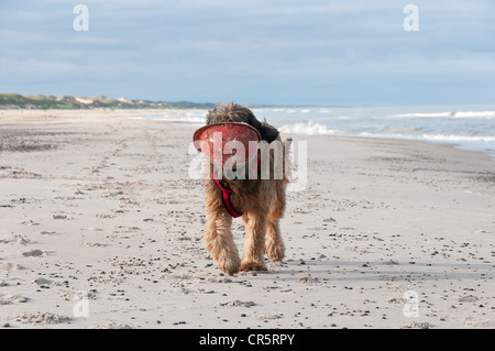 Briard, Berger de Brie, tragen einen roten Arbeitshelm am Strand Stockfoto