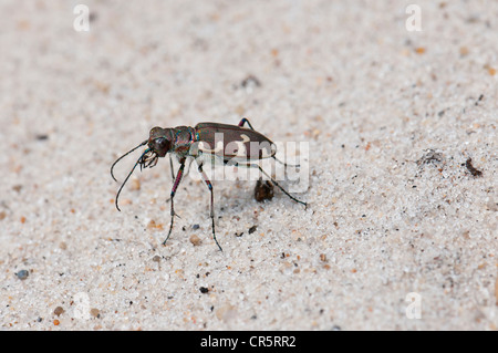 Nördlichen Dünen-Sandlaufkäfer (Cicindela Hybrida), Sanddünen am Henne Strand, West-Jütland, Dänemark, Europa Stockfoto