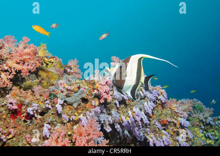 Maurische Idol (zanclus Dais), in einer sanften Coral Reef auf den Malediven, Malediven, Indischer Ozean Stockfoto