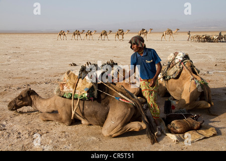 Hochladen von Kamelen mit Wasser und Nahrung für die Afar-Arbeiter in den Salzminen von Dallol, Danakil-Senke, Äthiopien, Afrika Stockfoto