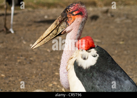 Marabou Storch (Leptoptilos Crumeniferus), Lake Langano, am afrikanischen Rift, Süd-Äthiopien, Afrika Stockfoto