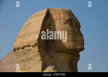 Große Sphinx von Gizeh, Kairo, Ägypten, Afrika Stockfoto