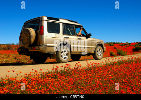 4WD Fahrzeug fährt auf einem Schotterweg zwischen Wiesen mit dichten orangefarbenen Blüten der glänzenden Augen Fallschirm Daisy Stockfoto