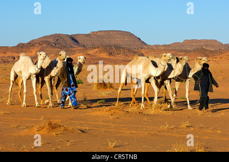 Tuareg-Nomaden bringen ihre Herde Dromedare zurück nach Hause von der Weide in die Wüste, Sahara, Libyen, Nordafrika, Afrika Stockfoto