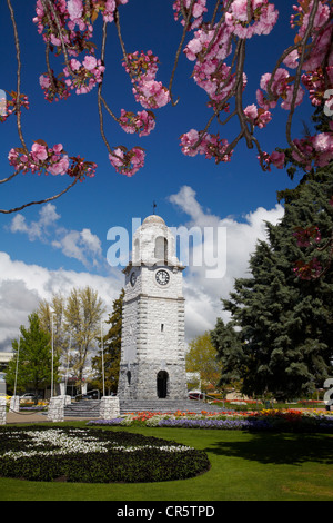 Spring Blossom und Memorial Clock Tower, Seymour Square, Blenheim, Marlborough, Südinsel, Neuseeland Stockfoto