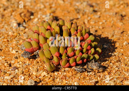 Cheiridopsis SP. in Lebensraum, Polster bildende Zwergform, Mesembs, Mittagsblumengewächsen, Nature Reserve, Namaqualand, Südafrika, Afrika Stockfoto