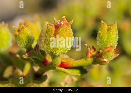 Mesmbryanthemum SP., die Entwicklung von Obst Kapseln, Mittagsblumengewächsen, Mesembs, Goegap Nature Reserve, Namaqualand, Südafrika, Afrika Stockfoto