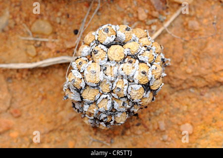 Conophytum SP. in der Trockenzeit, Mittagsblumengewächsen, Mesembs, Naries, Namaqualand, Südafrika, Afrika Stockfoto