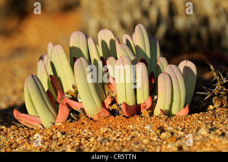 Cheiridopsis SP. in Lebensraum, Mittagsblumengewächsen, Mesembs, Goegap Nature Reserve, Namaqualand, Südafrika, Afrika Stockfoto