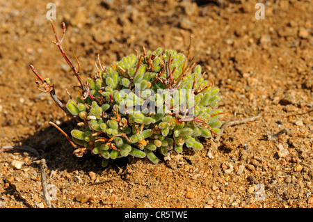 Rosae Eis Pflanze (Drosanthemum Hispidum) in seinem natürlichen Lebensraum, mit Wasser gefüllten glitzernden Blase Zellen und abgerundeten Blattspitzen Stockfoto