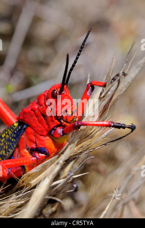 Wolfsmilch Grasshopper (Phymateus Morbillosus), mit auffallend leuchtenden Farben zur Abschreckung der Feinde, Nature Reserve, Namaqualand Stockfoto