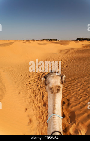 Leiter der ein Dromedar (Camelus Dromedarius) in der Sahara in der Nähe von Ksar Ghilane, Tunesien, Maghreb, Nordafrika, Afrika Stockfoto