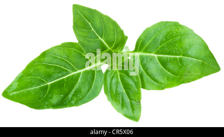 Blätter Basilikum auf weißem Hintergrund Stockfoto