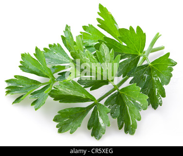 Reihe von grünen Koriander auf weißem Hintergrund. Stockfoto