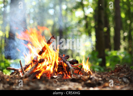 Lagerfeuer im Wald. Stockfoto