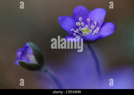 Lebermoos (Anemone Hepatica), Deutschland Stockfoto