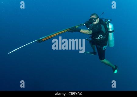 Speerfischen Sie am Tauchen im klaren blauen Wasser Stockfoto