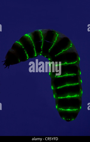 Glow Worm emittierende grünes Licht in der Nacht Stockfoto